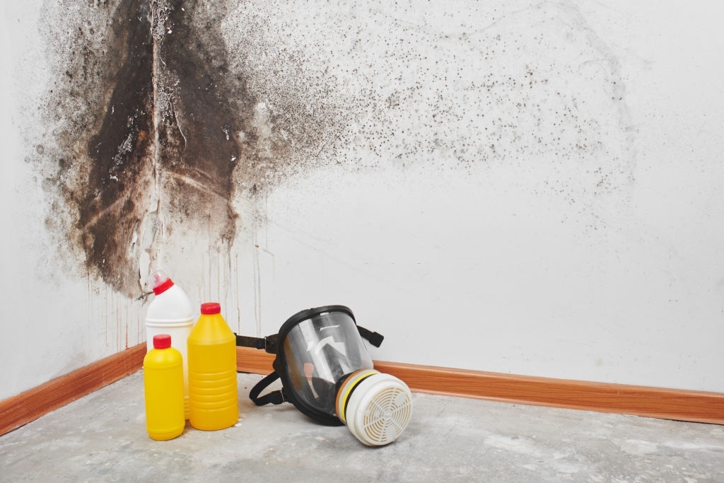 Legacy Mold Removal & Remediation Los Angeles CA