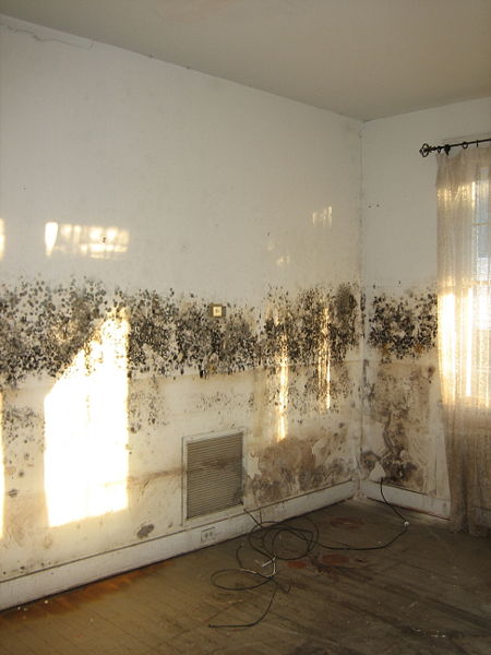 AWA Environmental – Saint Louis Mold Inspectors