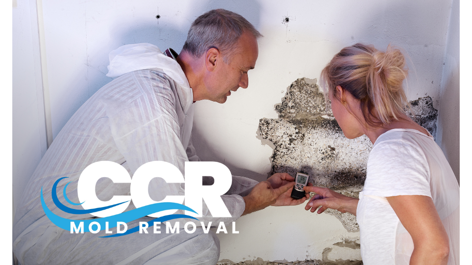 CCR Mold Removal