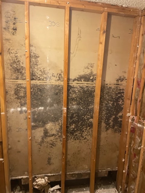 Mold Inspection Doctor Austin