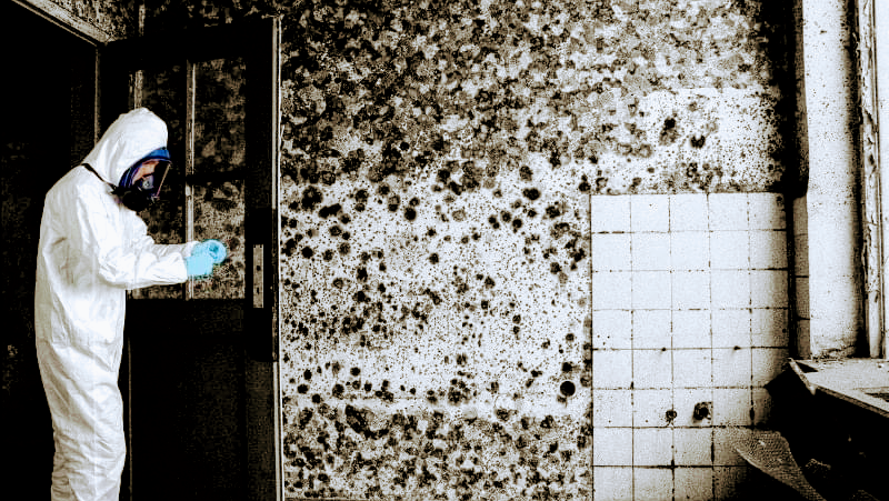 Mold Solutions of Idaho